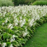 Kako izgleda sjeme hosta: fotografije, kako sakupljati i čuvati